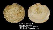 EOCENE-YPRESIAN Callucina crenularis